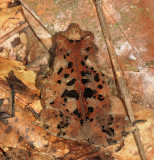 Leaf Litter Toad - Rhinella sp.
