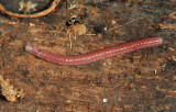 Millipede 2386