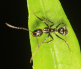 Six-spotted Carpenter Ant - Camponotus sexguttatus