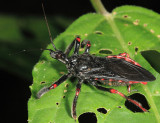 Apiomerus sp.