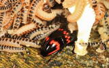 Erotylidae: Pselaphacus rubricatus