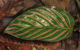 Arrowroot - Calathea ornata