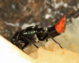 Rove Beetle - Staphylinidae
