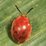 Endomychidae