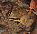 Leptodactylus mystaceus