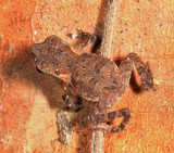 Rhinella margaritefera (juvenile)