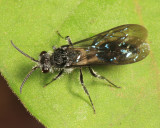 Ephuta sp. (male)