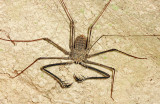 Heterophrynus sp.