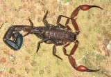 Guyana Scorpions, Whip Scorpions & Pseudoscorpions