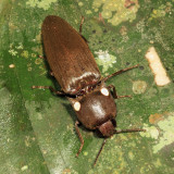 Glowing Click Beetle - Pyrophorini