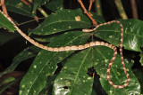 Blunt-headed Tree Snake - Imantodes lentiferus