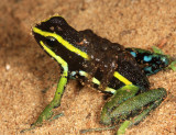 Three-striped Poison Dart Frog - Ameerega trivittata (with tadpoles on her back)