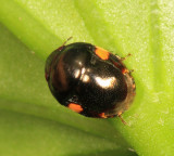 Ebony Bug - Thyreocoridae - Galgupha sp.