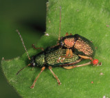 Leaf Beetles