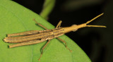 Pyrgomorphidae - Omura congrua