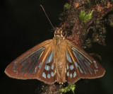 Common Phanus - Phanus marshalli