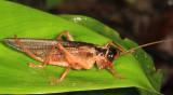  Raspy Crickets - Gryllacrididae