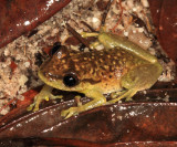 Scinax boesemani