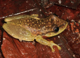 Scinax boesemani
