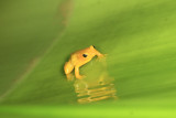 Golden Poison Dart Frog - Anomaloglossus beebei