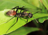 Camponotus rapax
