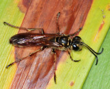 Sphecinae