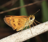 Sachem - Atalopedes campestris