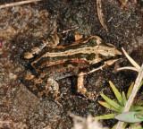 Whistling Grass Frog - Leptodactylus fuscus