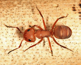 Camponotus rectangularis