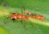 Pseudomyrmex sp.