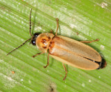 Firefly - Lampyridae