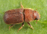 Red Turpentine Beetle - Dendroctonus valens