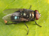 Black Blow Fly - Phormia regina