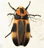 Cratoplastis rectiradia