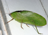 Phaneropterinae