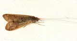 Caddisfly - Oestropsinae