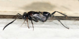 Ensign Wasp - Evaniidae - Evaniella sp.