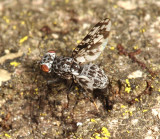 Pseudotephritis corticalis (laying eggs)
