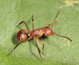 Camponotus rectangularis