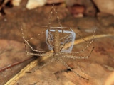 Ogre-faced Spider - Deinopidae