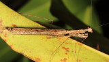 Thespid Mantises Family Thespidae
