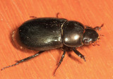 Scarab 3303