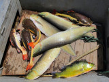 Arawana, Peacock Bass and Red-tailed Catfish for Lunch!