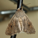 10495 - Speckled Green Fruitworm Moth - Orthosia hibisci