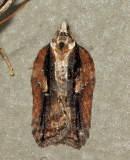 3542 - Masked Leafroller - Acleris flavivittana