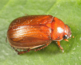 Serica georgiana