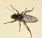 Bibio femoratus (male)