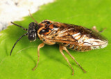 Periclista major