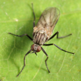Rhamphomyia sp. - subgenus Megacyttarus