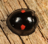 Twice-stabbed Lady Beetle - Chilocorus stigma